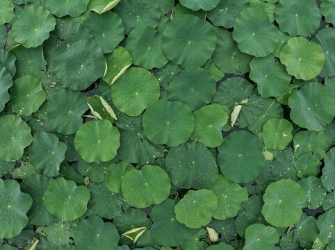Fresh Dense Lotus Leaves (Nelumbo nucifera) Background Texture