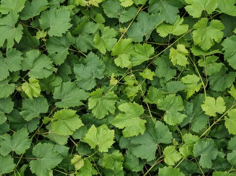 Fresh Dense Grapevine Leaves (Vitis) Background Texture