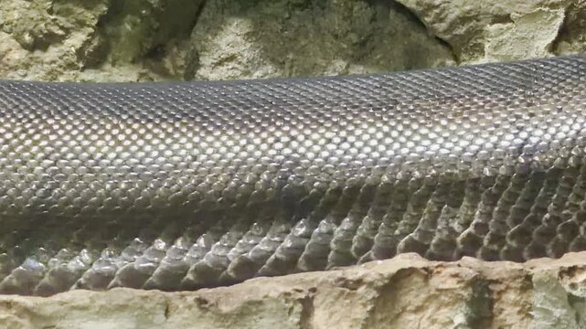 A large python rests quietly inside its rocky enclosure at the Saint Petersburg zoo. Its smooth, scaly skin evokes a sense of calm and mystery.