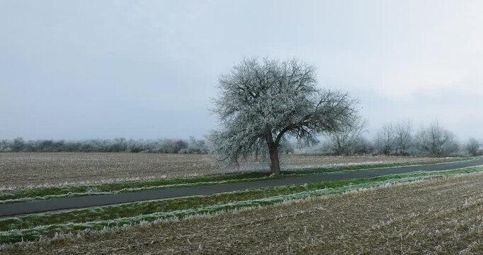 Frosty winter morning in Poland with a lone tree by a country road