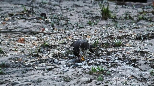 A Goshawk bird of prey eating a dove