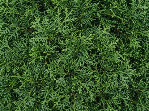 Fresh Dense Cypress Leaves (Cupressus) Background Texture