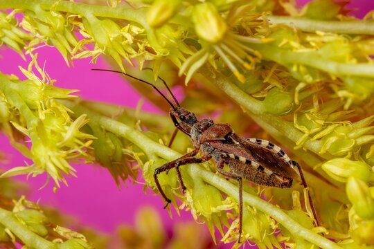 bug on a flower