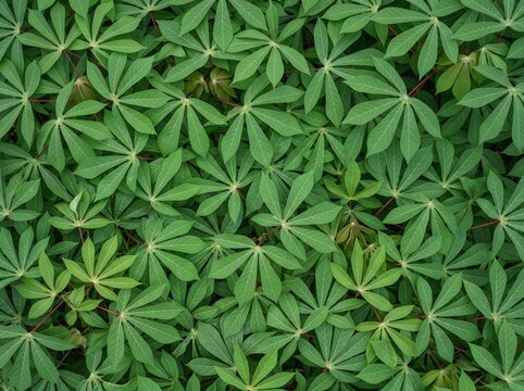 Fresh Dense Cassava Leaves (Manihot esculenta) Background Texture