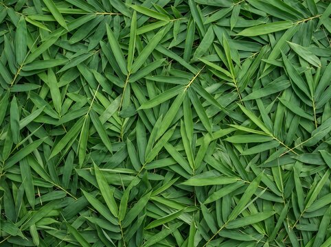 Fresh Dense Bamboo Leaves (Bambusa) Background Texture