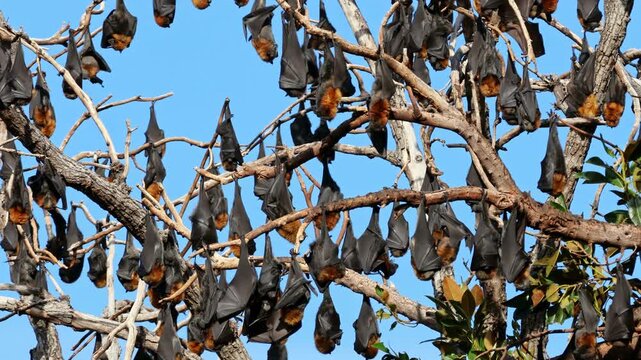 Large colony of grey-headed flying foxes (Pteropus poliocephalus) hanging in a tree during the day, South Australia