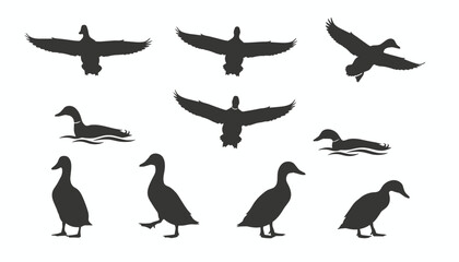 Fototapeta premium Ten black duck silhouettes showing various poses such as flying, swimming, walking, and standing on a white background.