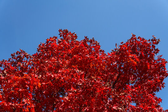 Vivid Red Maple Tree Canopy Under Clear Blue Sky Copy Space
