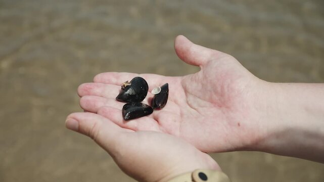 Black mussel shells lying on palms against soft sea surf. Marine mollusk shells held in hands on sunny seaside, close up. Seafood delicacies in the wild.