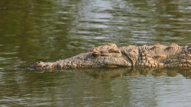 Portrait of a Nile crocodile (Crocodylus niloticus) in shallow water, Kruger National Park, South Africa