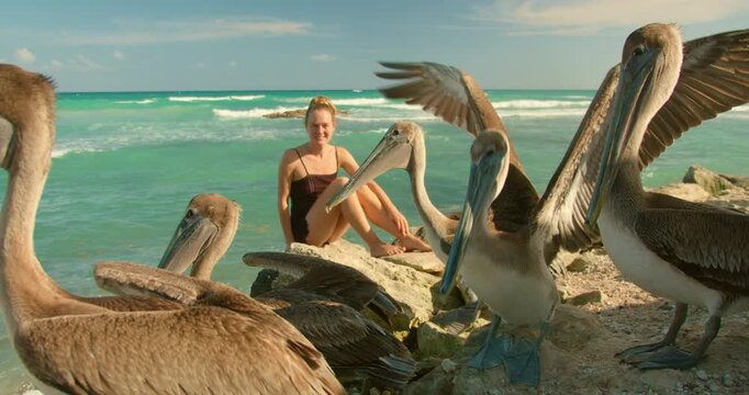 Tourist watches large brown pelicans spread their wings on a tropical coast in Mexico