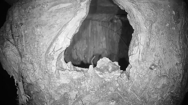 Waldmaus in Baumh&ouml;hle (Apodemus sylvaticus)