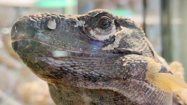 A large monitor lizard looks around its terrarium at the zoo in Saint Petersburg. This calm reptile evokes a feeling of quiet wonder and serene awe.