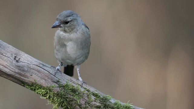 Buchfink auf Ast (Fringilla coelebs)