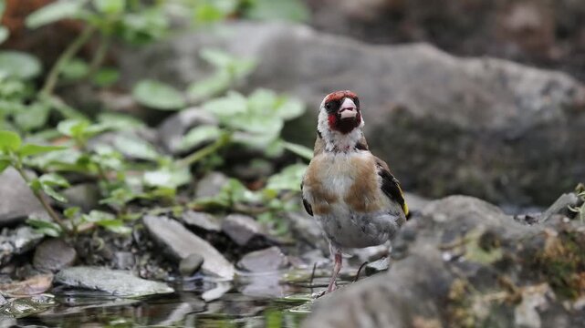 Stieglitz trinkt (Carduelis carduelis)