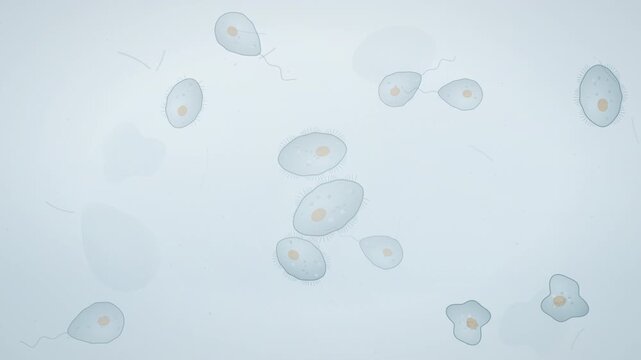 Tiny aquatic protozoa floating under a light microscope seamless loop