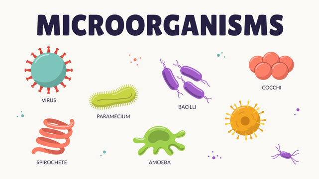 Colorful vector illustration depicting various microorganisms including viruses bacteria and single celled organisms amoeba bacilli bacteria biohazard biology coccchi