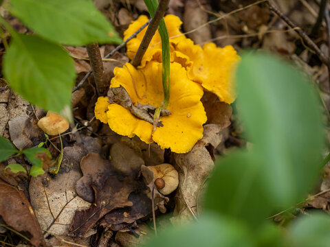 Fresh Yellow Chanterelle Mushroom Growing on the Forest Floor. A fresh yellow chanterelle mushroom growing naturally among fallen leaves, moss and forest vegetation. The close-up captures the distinct