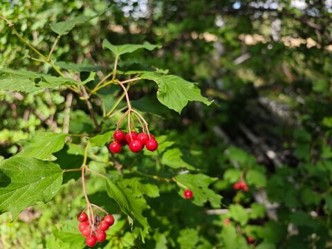 Ripe red viburnum berries blooming on branch in summer forest