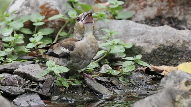 Kernbei&szlig;er trinkt (Coccothraustes coccothraustes)