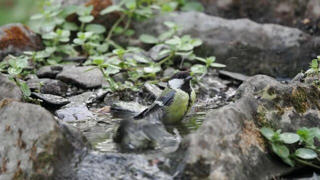 Kohlmeise am Vogelbad (Parus major)