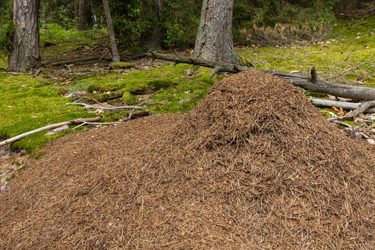 Detailed View of Large Forest Anthill with Active Big Ants.  A close-up shot of a thatched wood ant nest showing the detailed texture of dry pine needles and large forest ants busy working on the surf