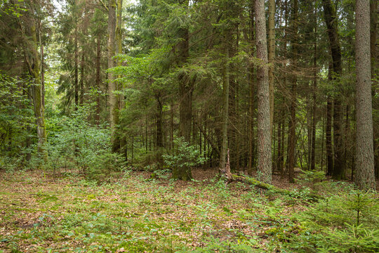 Lush Green Moss and Fern Ground Cover in Fresh Summer Forest. A beautiful vibrant background filled with dense green moss, small ferns, and organic textures on the damp floor of a coniferous forest 