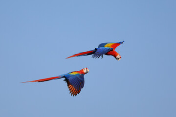 Two macaws were playfully flying together in the clear blue sky. © Passakorn