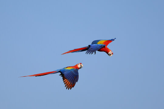 Two macaws were playfully flying together in the clear blue sky.