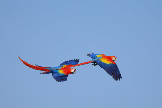 Two macaws were playfully flying together in the clear blue sky.