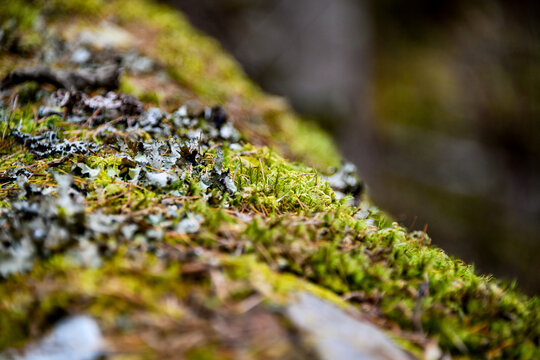 moss on the rock