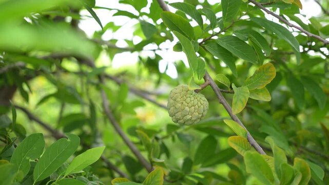 Green sugar apple (custard apple) fruit growing on a tree branch surrounded by lush green leaves. Growth asian tropical fruits in nature environment, close-up with selective focus.