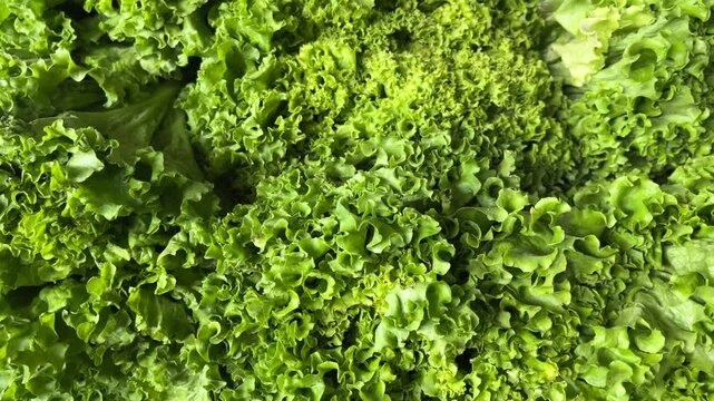 Wavy ruffled leaves of lettuce close up. Food background. many, much, pile, stack. background, backgrounds. green. copy space, empty, free, negative, text, design. top, high angle, above, flat lay