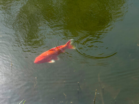 Carpe, gros poisson rouge