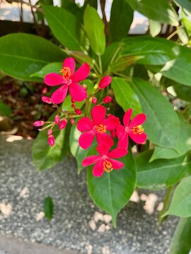 Closeup of red jatropha peregrina flowers blooming among green tropical leaves. Tropical flowering plant photography for gardening and nature stock use.