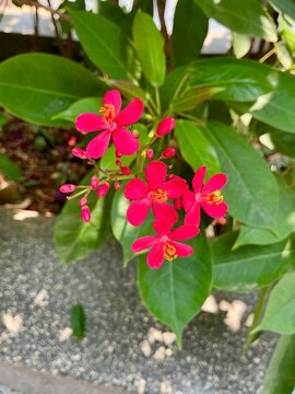 Closeup of red jatropha peregrina flowers blooming among green tropical leaves. Tropical flowering plant photography for gardening and nature stock use.