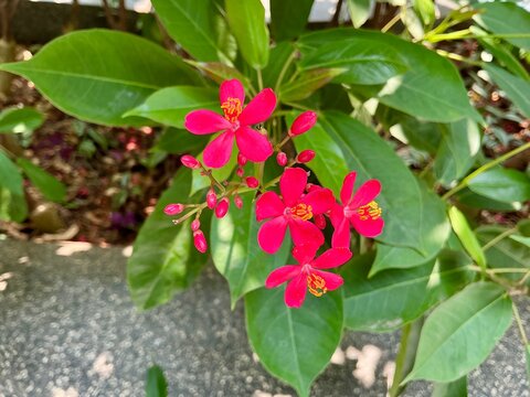 Closeup of red jatropha peregrina flowers blooming among green tropical leaves. Tropical flowering plant photography for gardening and nature stock use.