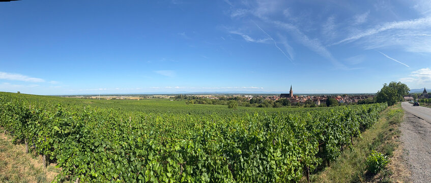 Vignes et village de Bergheim en Alsace