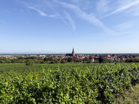 Vignes et village de Bergheim en Alsace