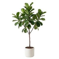 Obraz premium A mature Fiddle Leaf Fig tree with large violin-shaped leaves and a natural branching structure, isolated for modern interior design, home decor, architecture, lifestyle, gardening, and advertising.
