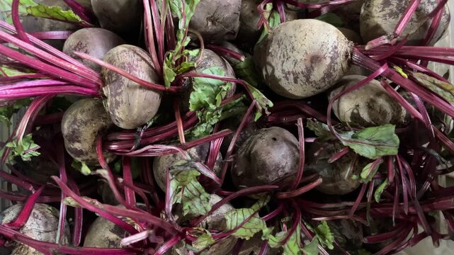 Top view of Beetroot fresh harvest. Bunch of freshly harvested raw beetroots close up. Organic vegetables autumn harvest. high angle, above, flat lay. background, backgrounds. 