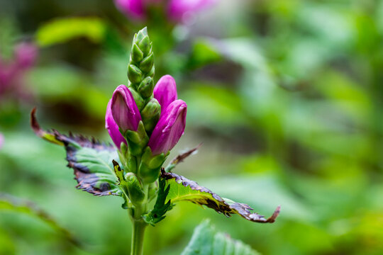 Vibrant Pink Chelone Obliqua Turtlehead Blooms with Buds and Serrated Leaves