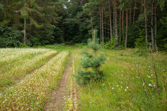 Flowering Buckwheat Field Along a Rural Track Near the Forest. A blooming buckwheat field with delicate white flowers stretches beside a narrow rural track at the edge of a forest. The green agricultu