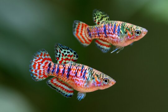 Pair of colorful nothobranchius rachovii killifish swimming underwater
