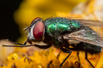 Striking Macro of Metallic Green Bottle Fly Lucilia Sericata on Yellow Flower © AlMacro