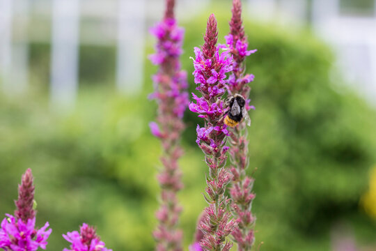 Vibrant Purple Loosestrife Lythrum Salicaria with Bumblebee on Spiked Blooms