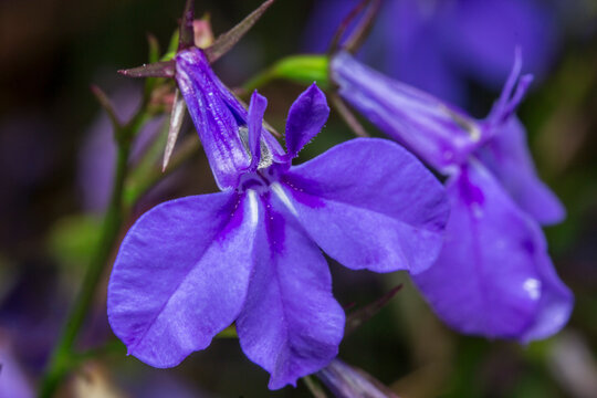 Striking Violet Lobelia Erinus with Tubular Corolla and Delicate Fringed Petals