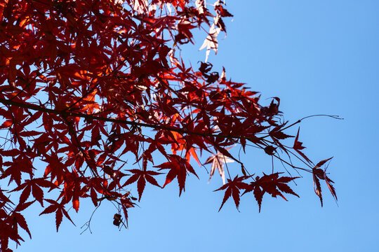 Red Japanese Maple Leaves Against Blue Sky with Copy Space