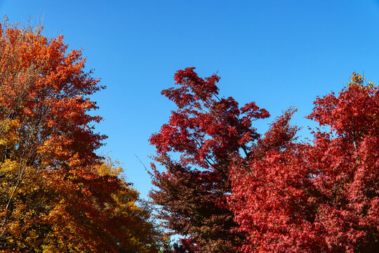 Colorful Autumn Tree Foliage and Canopy Against Blue Sky