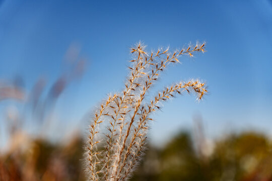Fluffy Silver Grass Plumes Against Blue Sky with Copy Space